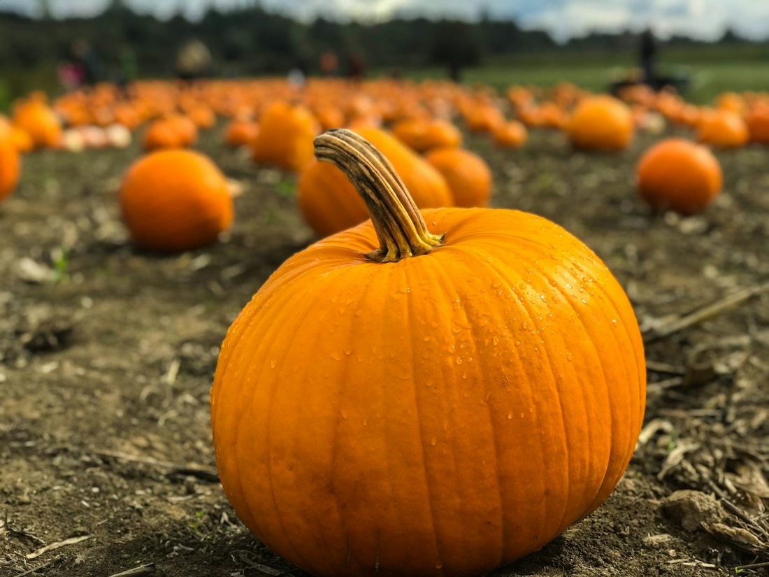 Pumpkins and squash in the field