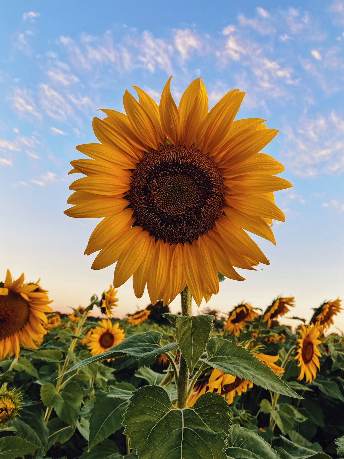 A sunflower in bloom against the sky